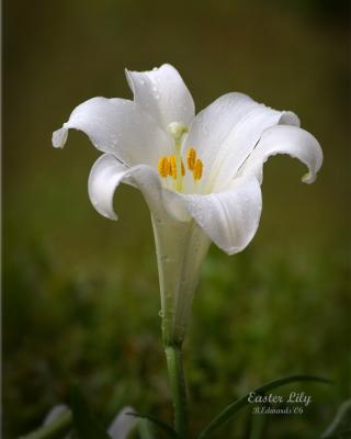 an Easter Lily