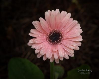 Gerber Daisy, pink
