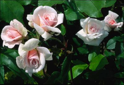 everblooming_cl_mlle_cecile