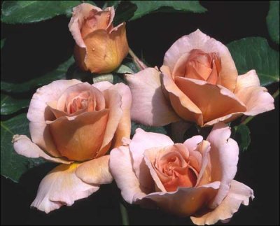 julias_rose