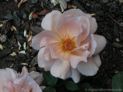 Julias_Rose