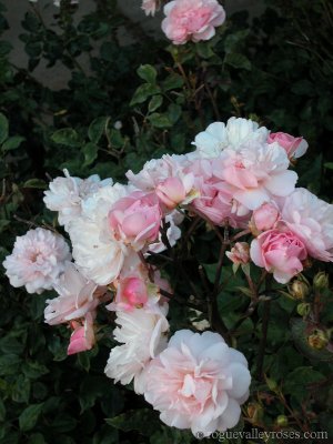 Pink_Gruss_an_Aachen