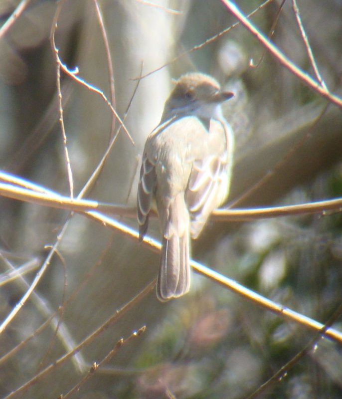 Brown-crested Flycatcher-Braithwaite, Louisiana