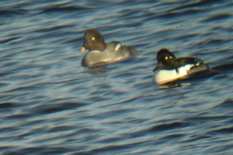 Hooded Merganser x Common Goldeneye male