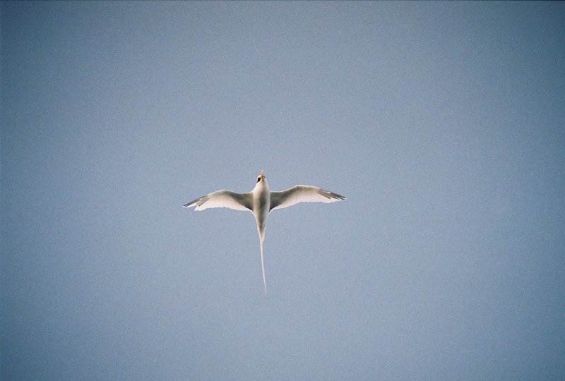 White-tailed Tropicbird