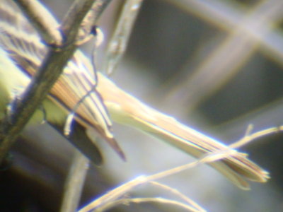 Brown-crested Flycatcher- wing extension and tail