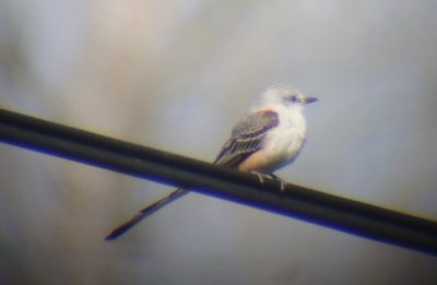Scissor-tailed Flycatcher- another view