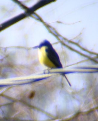 Tropical Kingbird-distant shot