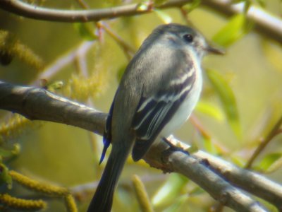 Least Flycatcher- Braithwaite, Louisiana