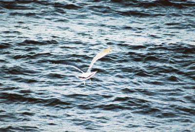 Black-tailed Gull in flight