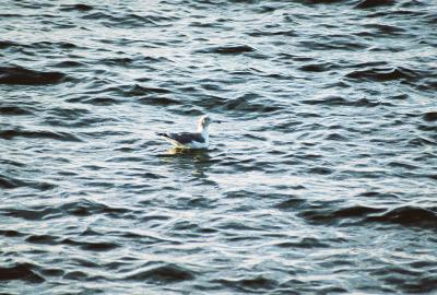 Black-tailed Gull- Charlotte,Vermont 10/29/05