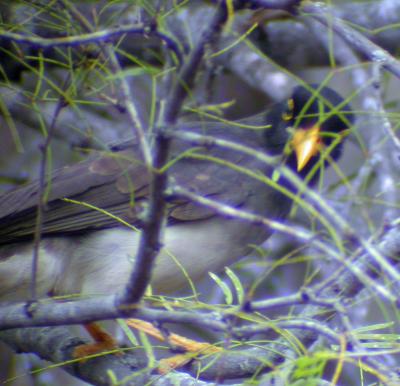 Young Brown Jay at Dewind's feeders-Salineno, TX