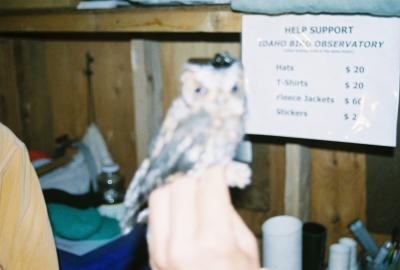 Flammulated Owl banded 9/11 Boise,ID