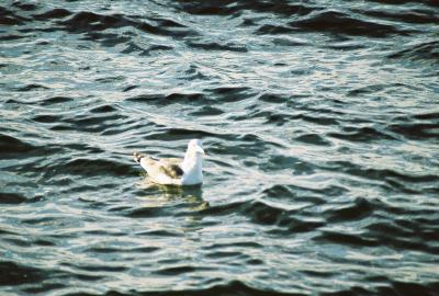 Black-tailed Gull