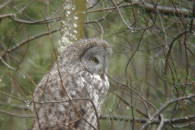 Great Gray Owl-T32MD, Maine 2/5/06