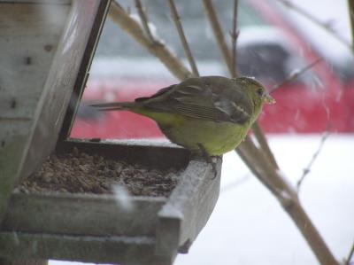 Western Tanager-Machias, Maine