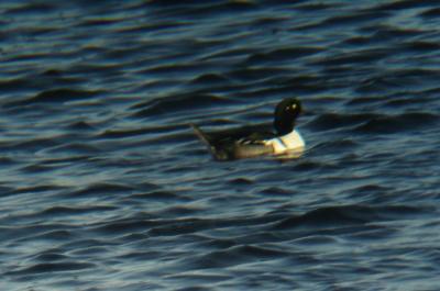 Hooded Merganser x Common Goldeneye