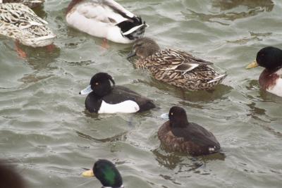 Tufted Duck