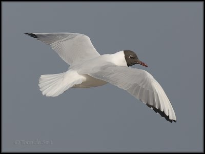 Black-headed Gull  / Kokmeeuw