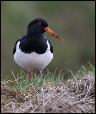 Oystercatcher / Scholekster