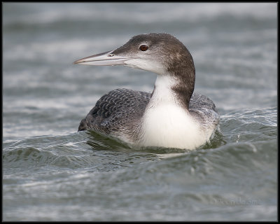 Great Northern Diver / IJsduiker