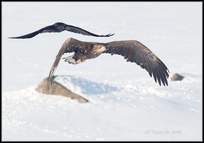 White-Tailed Eagle / Zeearend