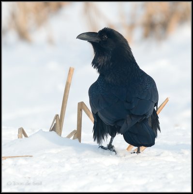 Raven / Raaf / Corvus corax