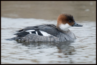 Smew / Nonnetje