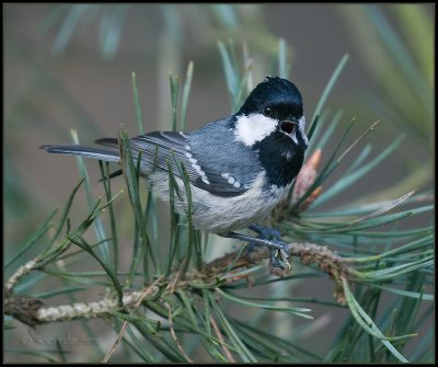 Coal Tit / Zwarte Mees / Parus ater