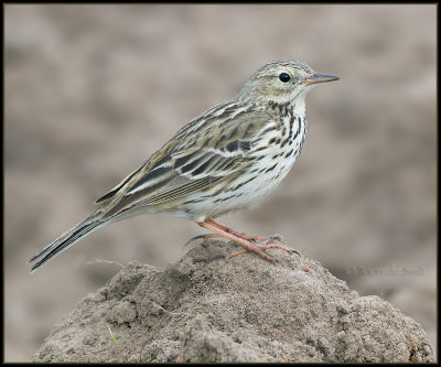 Meadow Pipit / Graspieper