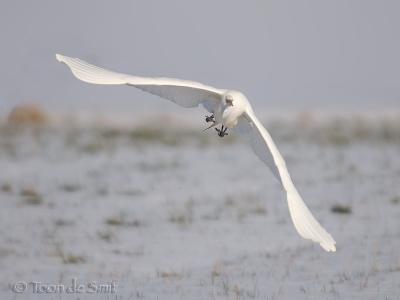 Great White Egret / Grote Zilverreiger / Casmerodius albus