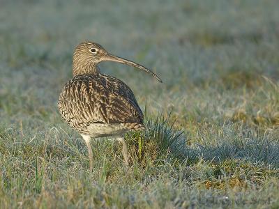 Curlew / Wulp