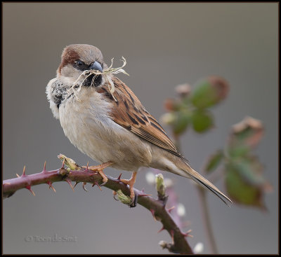 House Sparrow / Huismus / Passer domesticus