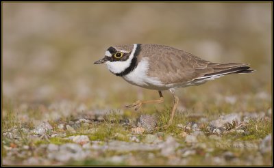 Little Ringed Plover / Kleine Plevier