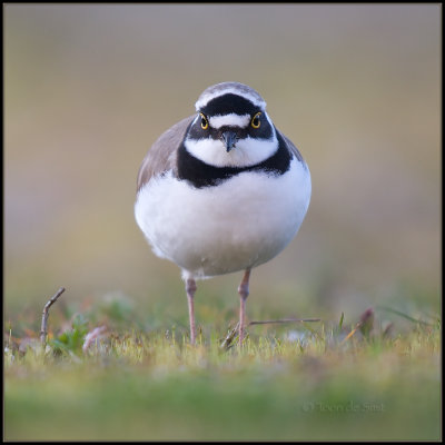 Little Ringed Plover / Kleine Plevier