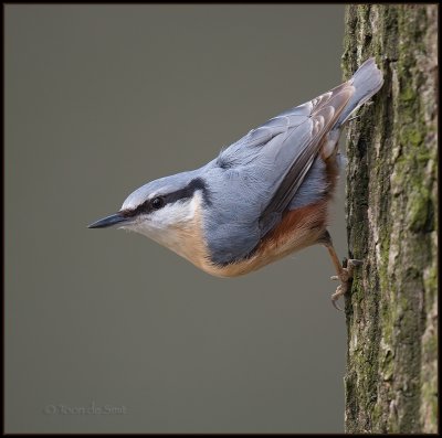 Nuthatch / Boomklever / Sitta europaea