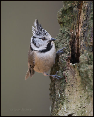 Crested Tit / Kuifmees