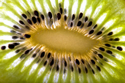 Portrait of a kiwi