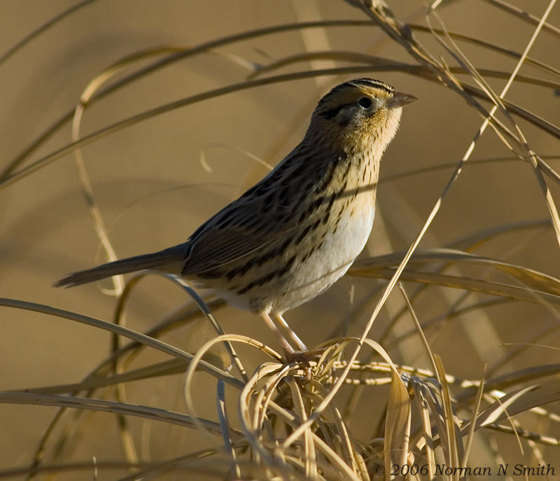 Le Contes Sparrow