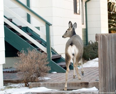 Deer at my steps.jpg