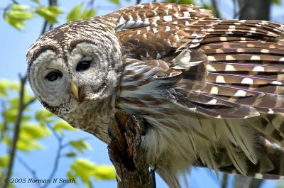 Clickhiker's Barred Owl Page