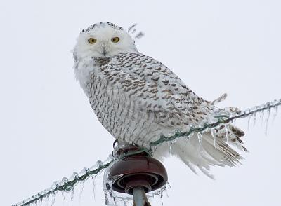 Clickhiker's Snowy Owl Photos
