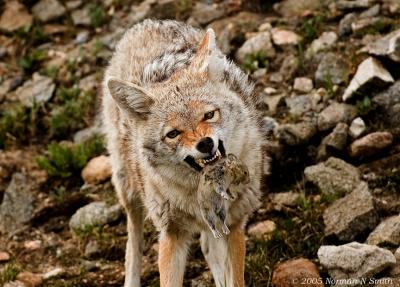 g3/72/623372/3/54733313.CoyotewithDinnerHorizontal_edited1.jpg