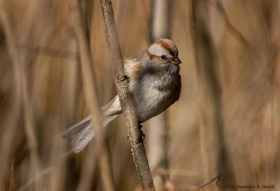 g3/72/623372/3/55911995.AmericanTreeSparrow.jpg