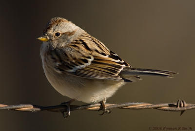 g3/72/623372/3/56505662.AmericanTreeSparrow.jpg