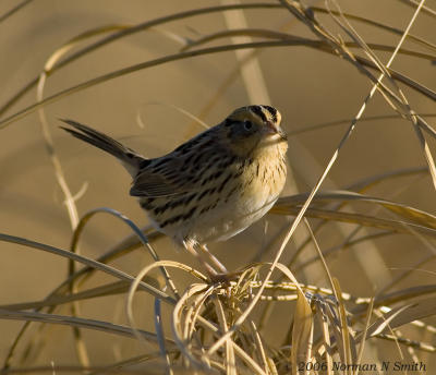 g3/72/623372/3/56550100.LeContesSparrowG.jpg