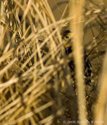 g3/72/623372/3/56550234.LeContesSparrowJ.jpg