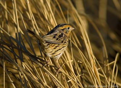Le Conte's Sparrow