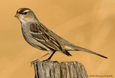 White-crowned Sparrow