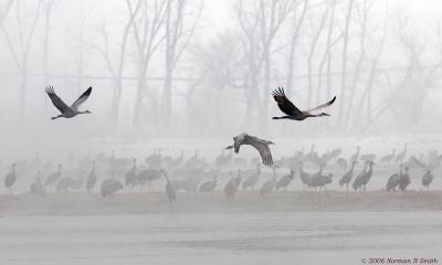 Sandhill Cranes in Morning Fog
